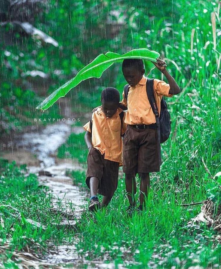 Two students sharing a banana leaf umbrella during the rain